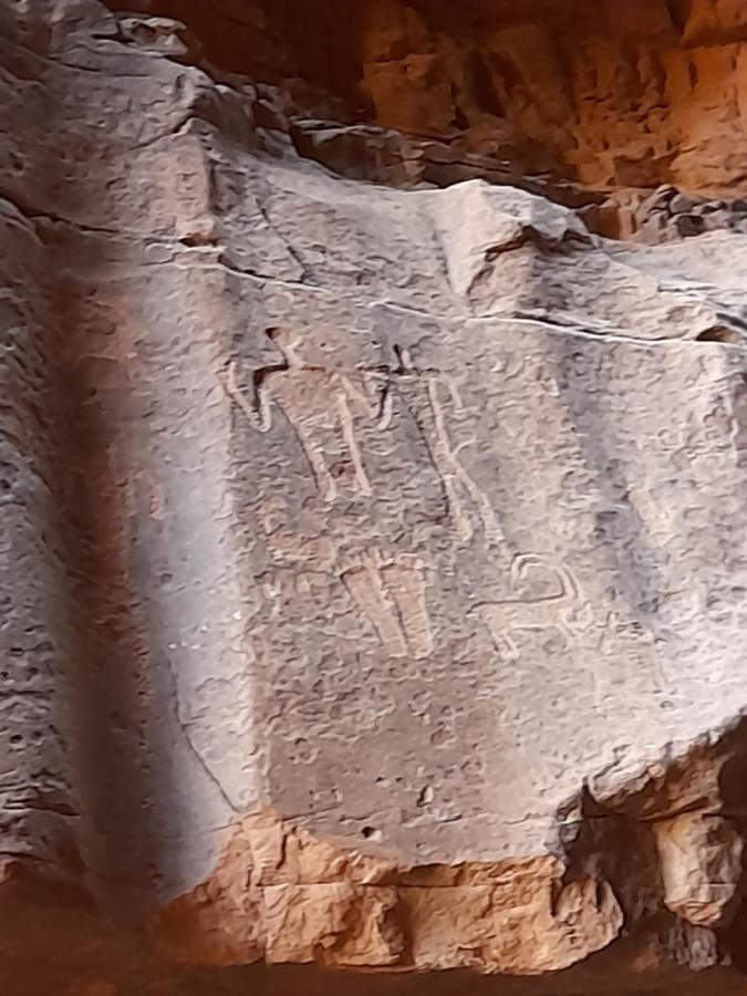Wadi Rum Camels Camp 외부 사진